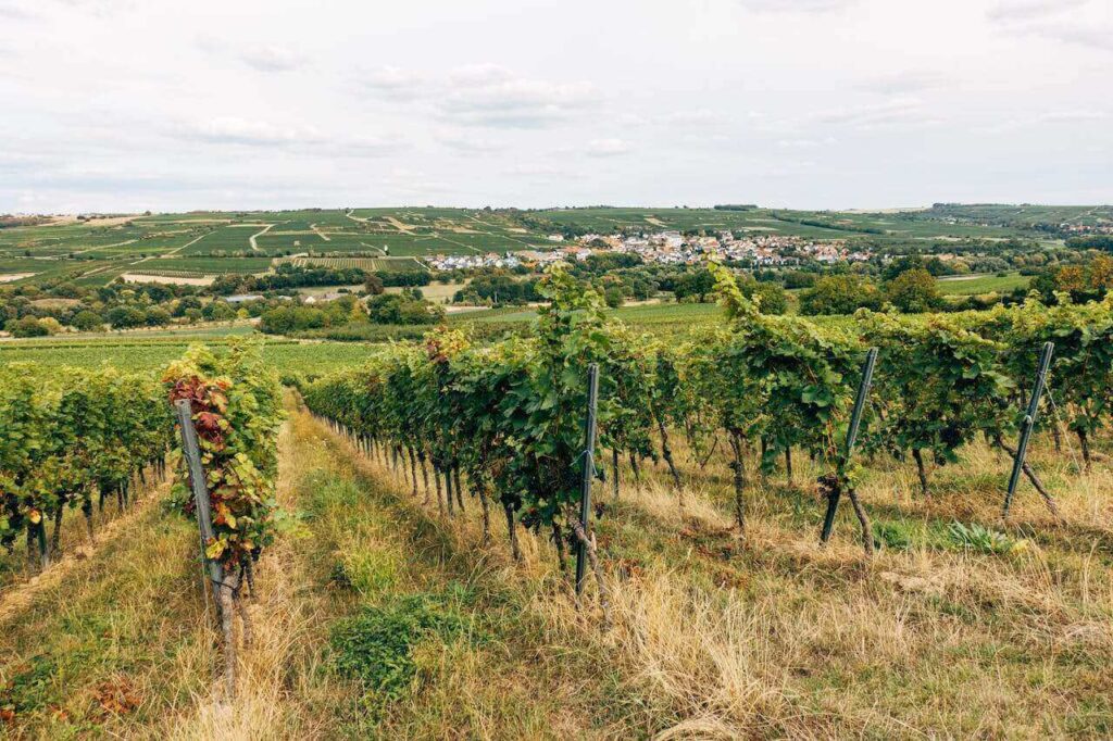 Pieper Porch Winery & Vineyard, WI