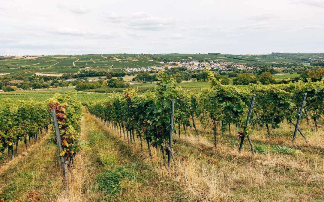 Pieper Porch Winery & Vineyard